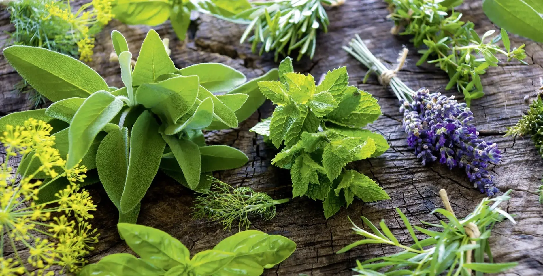 Plantas medicinales